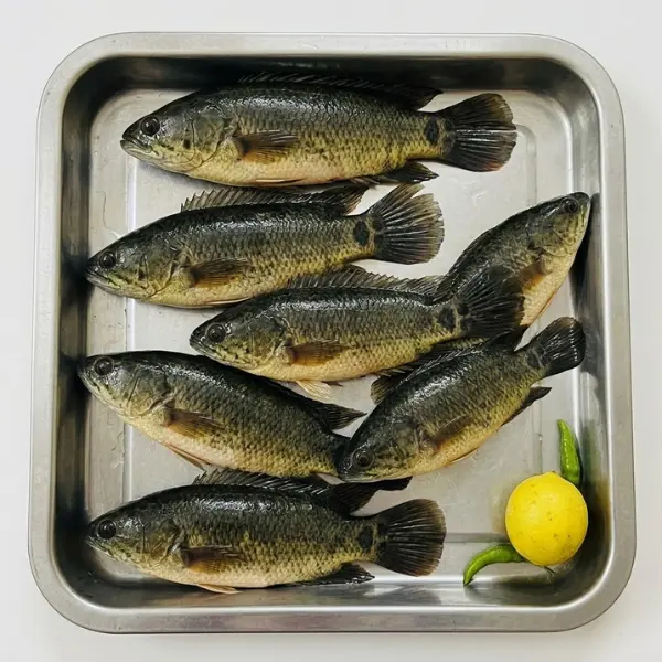 Frozen deshi climbing perch Koi fish 400g block pack