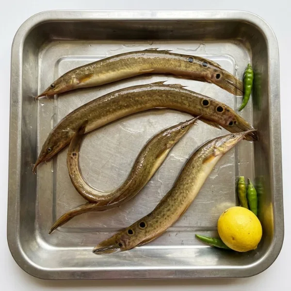 Frozen Star Baim Tara Baim spiny eel 400g block UK